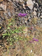 Penstemon venustus