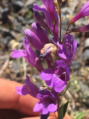 Penstemon venustus