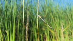 Lestes unguiculatus
