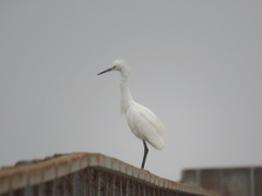 Egretta thula