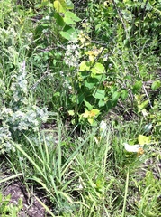 Anticlea elegans glauca