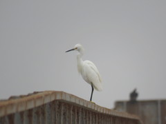 Egretta thula