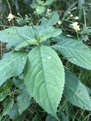 Impatiens parviflora