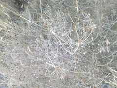 Angiospermae