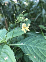 Impatiens parviflora