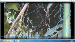 Troides helena cerberus