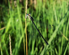 Lestes unguiculatus