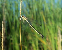Lestes unguiculatus