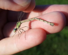 Lestes unguiculatus