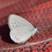 Dusky Blue Cupid - Photo (c) bijups, some rights reserved (CC BY-NC)