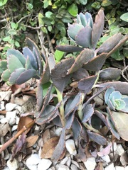 Crassulaceae