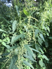 Urtica dioica