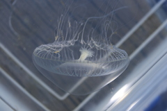 Aequorea victoria
