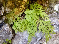 Cryptogramma stelleri