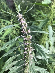 Leonurus quinquelobatus