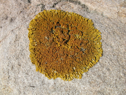 Representative image of Xanthoria mediterranea