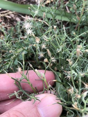 Erigeron divaricatus