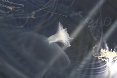 Aequorea victoria