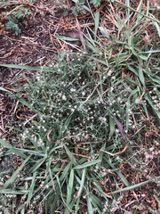 Erigeron divaricatus