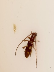 Heterachthes quadrimaculatus