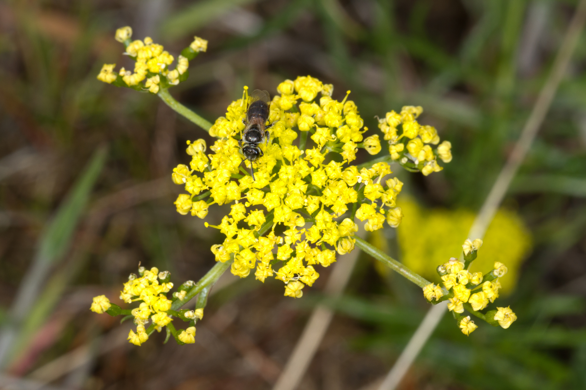 Lomatium rollinsii