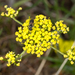 Lomatium rollinsii - Photo (c) Cody Hinchliff, algunos derechos reservados (CC BY-NC-SA)