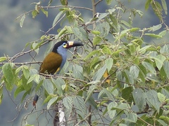 Andigena laminirostris