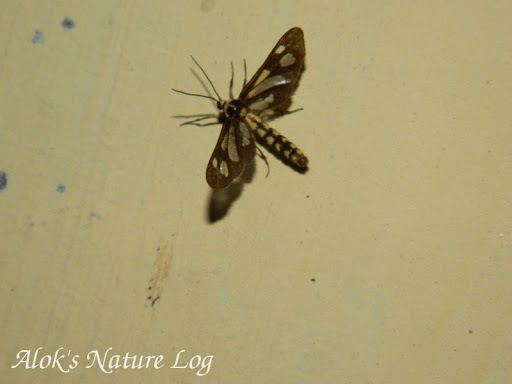 Trichaeta teneiformis