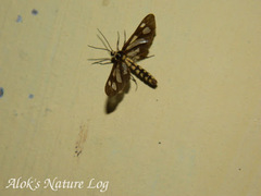 Trichaeta teneiformis