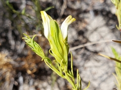 Cordylanthus wrightii