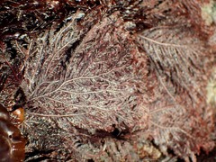 Pikea pinnata