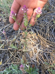 Orthocarpus cuspidatus