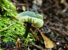 Entoloma glaucoroseum