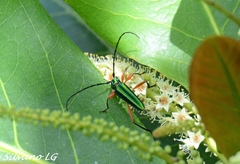 Mionochroma vittatum