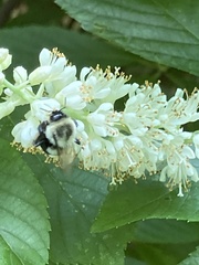 Clethra alnifolia