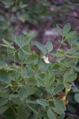 Thermopsis gracilis
