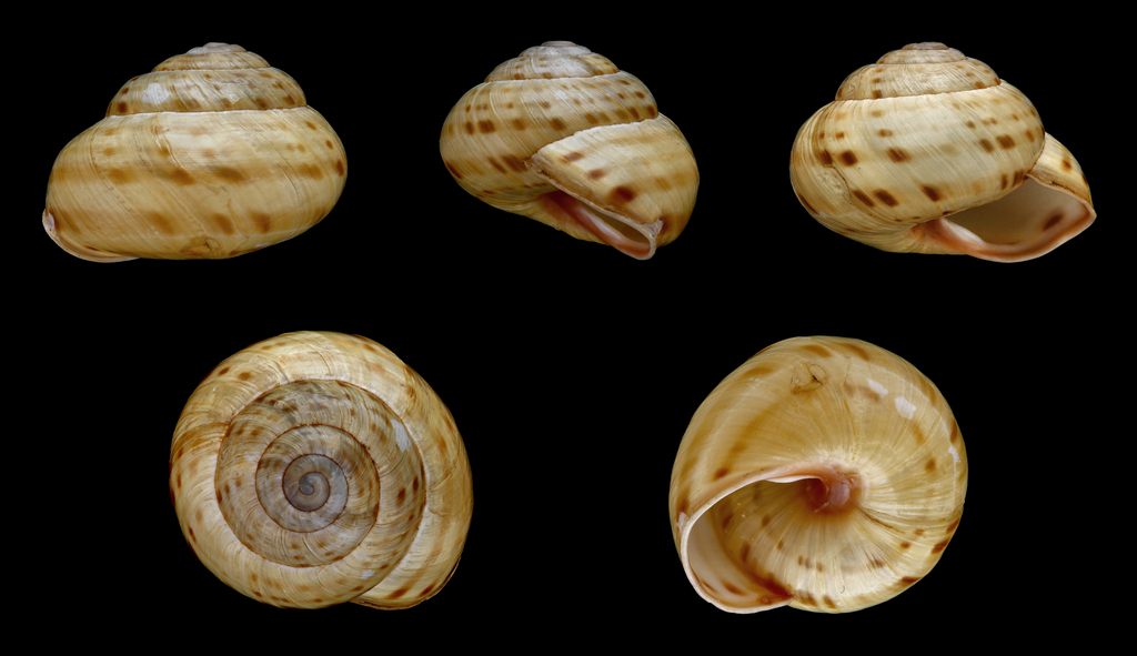 Hélice Sylvatique