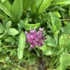 Trifolium parryi