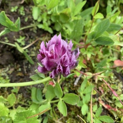 Trifolium parryi