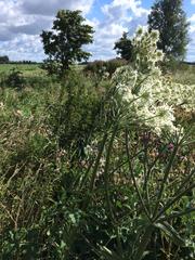 Heracleum sphondylium
