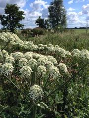 Heracleum sphondylium
