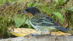 Ixothraupis rufigula