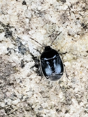 Sehirus cinctus albonotatus