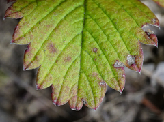 Fragaria moschata
