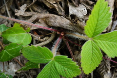 Fragaria moschata