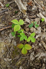 Fragaria moschata