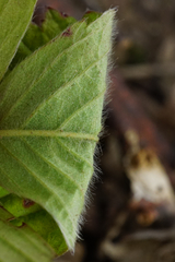 Fragaria moschata