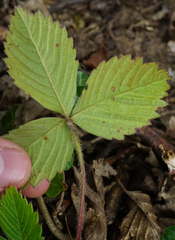 Fragaria moschata