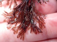 Microcladia borealis