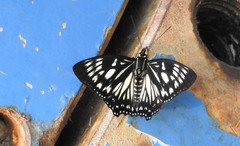 Euripus nyctelius